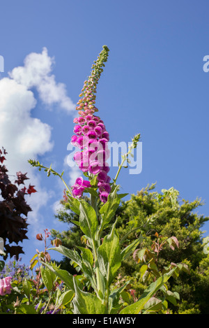 Digitalis purpurea. Foxglove fiore in un giardino inglese Foto Stock