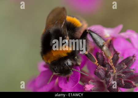 Buff tailed Bumble Bee queen, bombus terrestris in rosa perenne violaciocca(1 di 8) Foto Stock