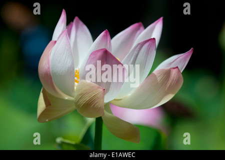 Lotus (Nelumbo nucifera) all'Seewoosagur Ramgoolam Royal Botanical Garden, Pamplemousses, Mauritius Foto Stock