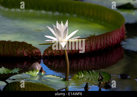Ninfei (giglio d'acqua) all'Seewoosagur Ramgoolam Royal Botanical Garden, Pamplemousses, Mauritius Foto Stock