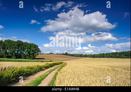 Paesaggio di campo, Damme, vechta distretto, Bassa Sassonia, Germania Foto Stock