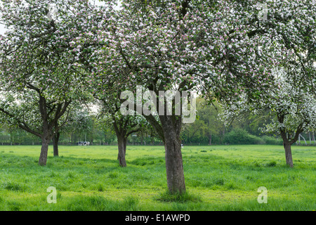 blooming apple tree in bakum, vechta district, niedersachsen, germany Foto Stock
