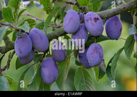 Susine mature presso la struttura ad albero, Germania Foto Stock
