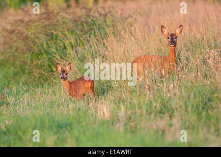 Doe con capretta, Capreolus capreolus, vechta, Bassa Sassonia, Bassa Sassonia, Germania Foto Stock