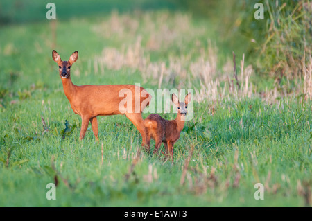 Doe con capretta, Capreolus capreolus, vechta, Bassa Sassonia, Bassa Sassonia, Germania Foto Stock