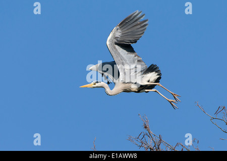 Airone cenerino, Ardea cinerea, Bassa Sassonia, Germania Foto Stock