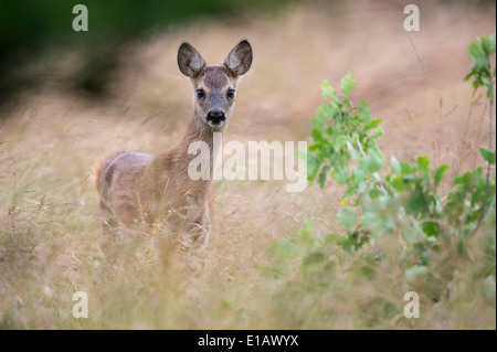 Fulvo, Capreolus capreolus, vechta, Bassa Sassonia, Bassa Sassonia, Germania Foto Stock