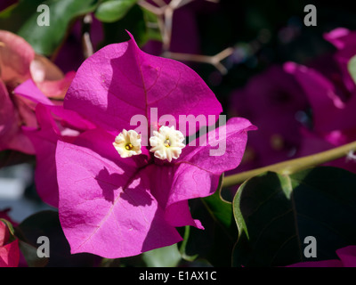 Il Bougainvillea in Marbella Foto Stock