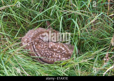 Fulvo, Capreolus capreolus, vechta, Bassa Sassonia, Bassa Sassonia, Germania Foto Stock