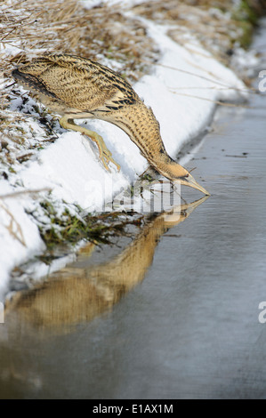 Eurasian Botaurus stellaris presso il lago di Dümmer, dümmerlohhausen, distretto di Diepholz, Bassa Sassonia, Germania Foto Stock