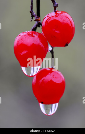 Bacca rossa di wayfaring tree (Viburnum lantana) con gocce d'acqua Foto Stock