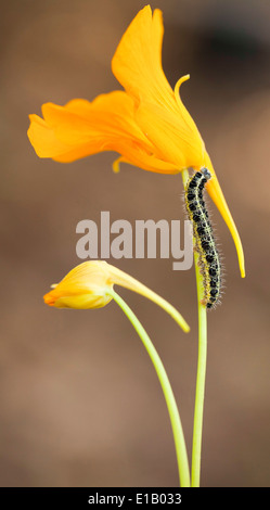 Caterpillar del grande bianco, chiamato anche farfalla cavolo o cavolo bianco (Sarcococca brassicae) Foto Stock