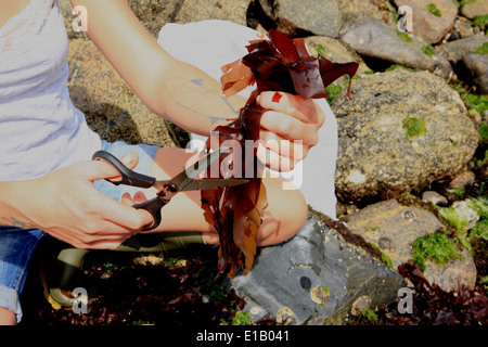 Caroline Warwick-Evans e Tim van Berkel la raccolta di alghe marine su la lucertola nel sud della Cornovaglia, si vendono ai ristoranti. Foto Stock