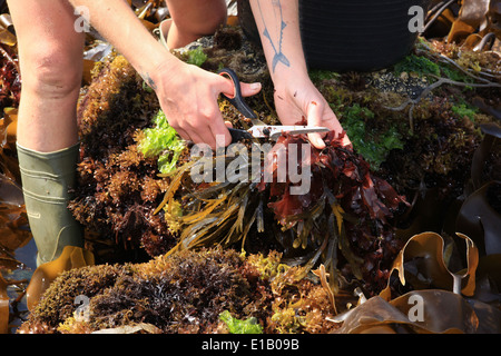 Caroline Warwick-Evans e Tim van Berkel la raccolta di alghe marine su la lucertola nel sud della Cornovaglia, si vendono ai ristoranti. Foto Stock