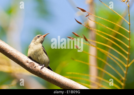 Giovani Palestina Sunbird o Northern arancio-tufted hatchling Sunbird (Cinnyris oseus) Foto Stock