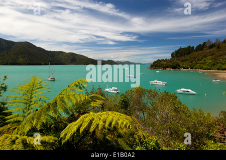 Ngakuta Bay, Queen Charlotte Sound, vicino a Picton Marlborough regione, Isola del Sud, Nuova Zelanda e Sud Pacifico Foto Stock