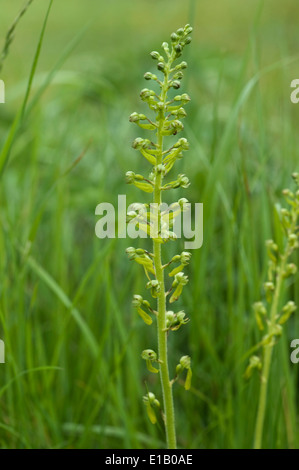 Fioritura twayblade comune, Neottia ovata, un'orchidea nativa della Gran Bretagna, i paesi europei e l'Himalaya Foto Stock