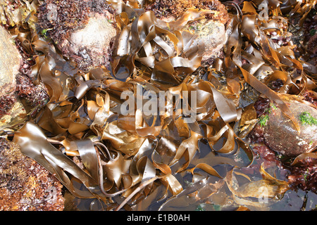 Caroline Warwick-Evans e Tim van Berkel la raccolta di alghe marine su la lucertola nel sud della Cornovaglia, si vendono ai ristoranti. Foto Stock