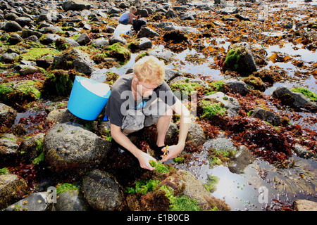 Caroline Warwick-Evans e Tim van Berkel la raccolta di alghe marine su la lucertola nel sud della Cornovaglia, si vendono ai ristoranti. Foto Stock