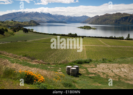Rippon Vigna sul Lago Wanaka, Wanaka, Otago, Isola del Sud, Nuova Zelanda e Sud Pacifico Foto Stock