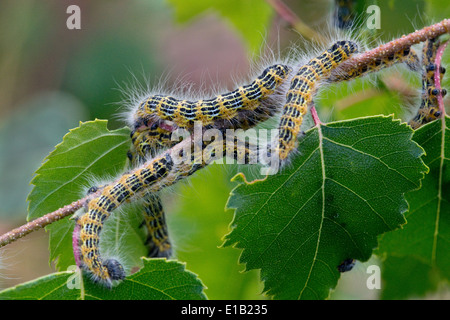 Il Buff-punta (Phalera bucephala) larve, una tarma della famiglia Notodontidae. Si è trovato in tutta l'Europa. Foto Stock