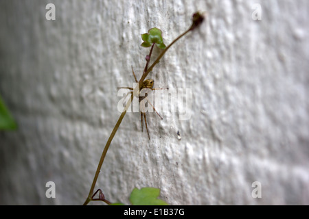 Ragno sul muro Foto Stock