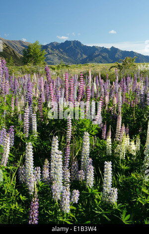Campo di lupini Foto Stock