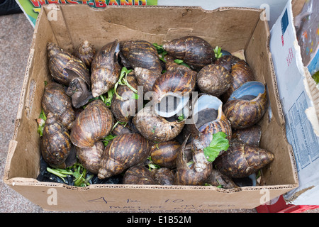 Africa gigante lumache terrestri in vendita al mercato di Brixton Foto Stock