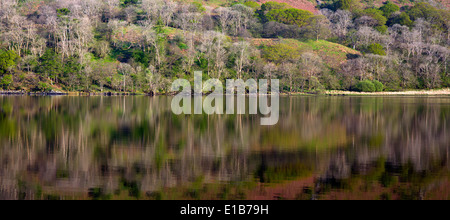 Le riflessioni di Llyn Gwynant un lago nella valle di Nantgwynant nel cuore del Parco Nazionale di Snowdonia Gwynedd North Wales, Regno Unito Foto Stock