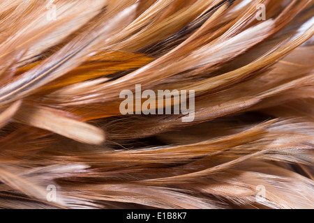 Feather duster isolato su bianco Foto Stock