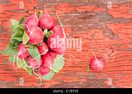 Mazzetto di fresche e mature rosso fresco ravanelli, insalata preferiti ingredienti con il loro sapore piccante, giacente su un vecchio rustico di legno Foto Stock