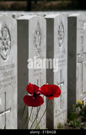 Papaveri adornano lapidi in Etaples Cimitero Militare, British più grande cimitero di guerra in Francia Foto Stock