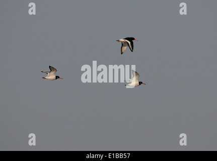 Tre (Oystercatchers Haematopus ostralegus) in volo. Porto di segale Riserva Naturale, segala, Sussex, Regno Unito Foto Stock