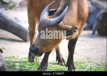 Syncerus caffer nanus, African Forest buffalo, rotbueffel africana di Buffalo, Afrikanischer bueffel, zoo Foto Stock