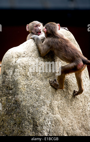 Pavian , affe, scimmia, Primat, Papio, babbuino, meerkatzen, animale,fauna, zoo,cub Foto Stock