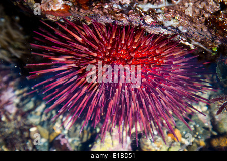 Viola ricci di mare (Paracentrotus lividus) in un pool di marea. Foto Stock