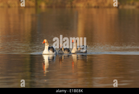 Tre oche nuotare in un laghetto con reed in background e le riflessioni di esso sulla superficie dell'acqua. Foto Stock