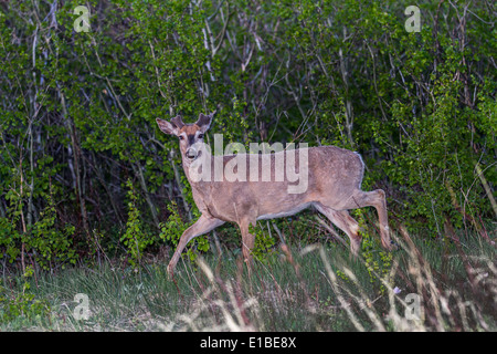 Mule Deer (Odocoileus hemionus) Camminando con orecchie perked e su segnalazione di pericolo, nella luce del mattino. Foto Stock