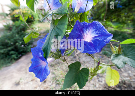 Close up di Edera gloria di mattina con fiori di colore blu Foto Stock