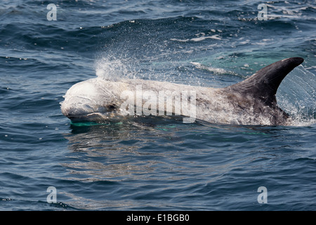 Risso (Dolphin Grampus griseus) di riporto. Monterey, California, Oceano Pacifico. Foto Stock