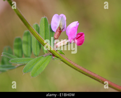 Vetch comune, Vicia sativa, Fabaceae Foto Stock