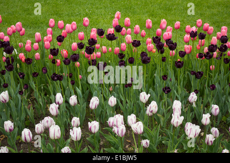 I tulipani in Highland Park Rochester NY Foto Stock