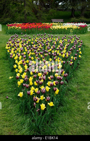 I tulipani in Highland Park Rochester NY Foto Stock