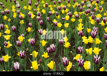 I tulipani in Highland Park Rochester NY Foto Stock