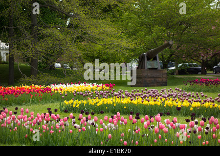 I tulipani in Highland Park Rochester NY Foto Stock