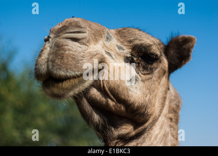 Cammello sorriso, Jebel Sesi, Sudan settentrionale Foto Stock