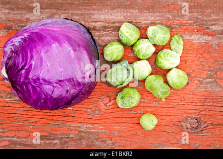 Vista aerea di sani e freschi puliti viola il radicchio e i cavoli di Bruxelles, entrambi crucifere piante della famiglia Brassica, su Foto Stock