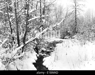 Questa immagine cattura un momento significativo nel campo della conservazione della fauna selvatica, concentrandosi sugli sforzi per proteggere le specie in pericolo e promuovere il ripristino dell'habitat. La foto mette in evidenza il continuo impegno a favore della biodiversità e degli sforzi di conservazione in varie regioni. Foto Stock