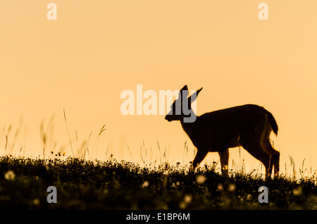 Columbian black Tailed Deer, Blue Mountain, il Parco Nazionale di Olympic, Washington, Stati Uniti d'America Foto Stock