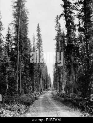 L'immagine cattura un momento chiave nel tempo, probabilmente legato alla fauna selvatica o alla conservazione, mettendo in evidenza gli sforzi e i paesaggi naturali in corso di un parco nazionale degli Stati Uniti. Foto Stock